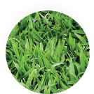 牧草牛のイメージ