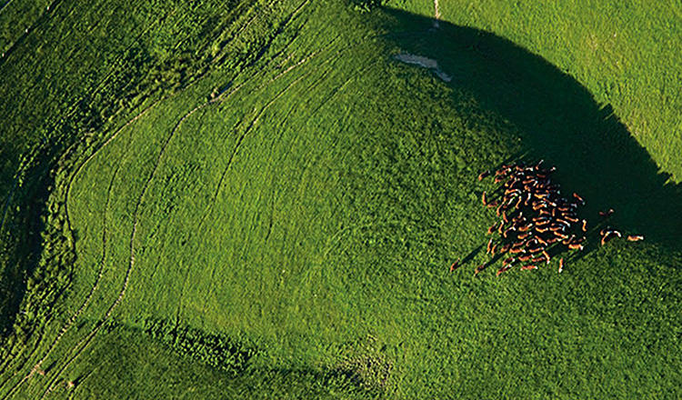 ニュージーランド イメージ SP用