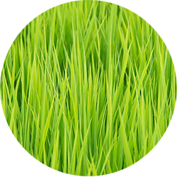 オメガ３脂肪酸 イメージ